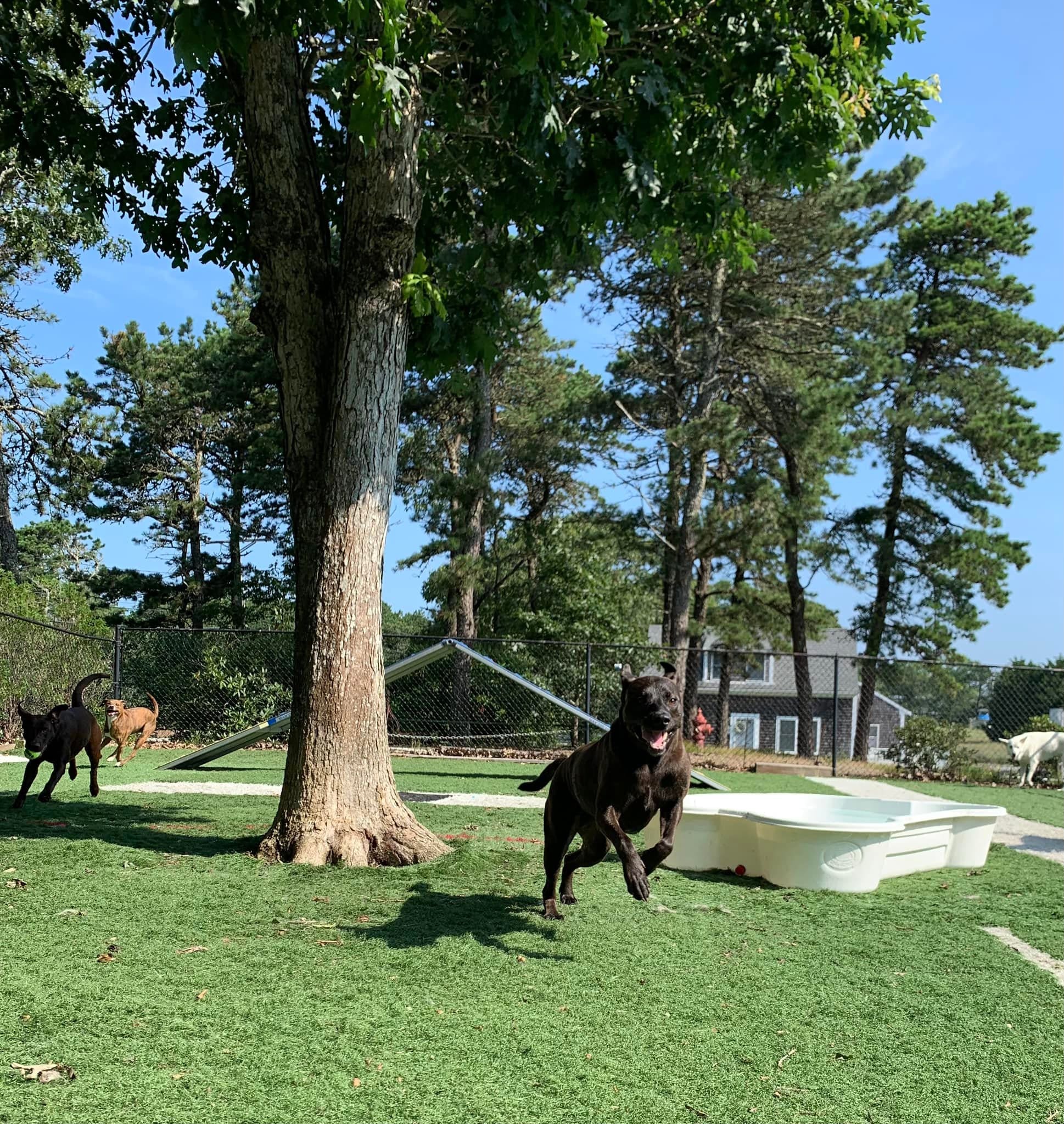 A group of horses running in the grass.