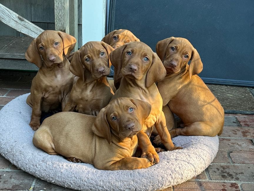 A group of dogs sitting on top of a dog bed.